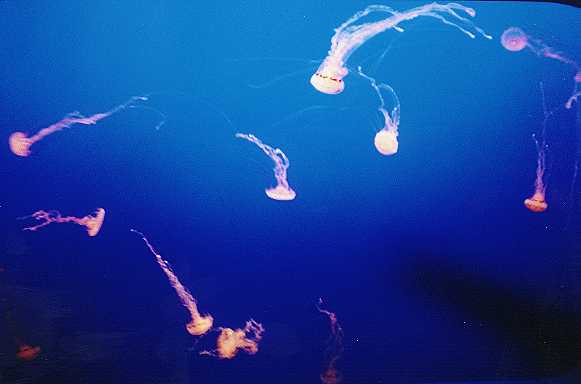 Jelly Fish (Medusa)
