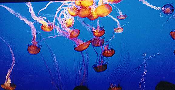 Jelly Fish (Medusa)