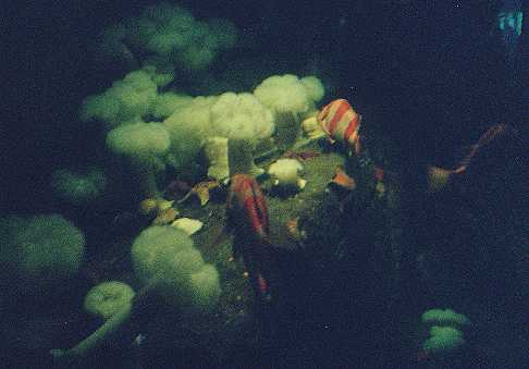 Fishes in a dark aquarium