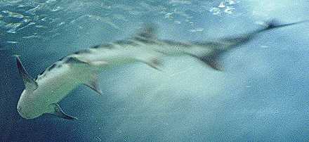 Shark
