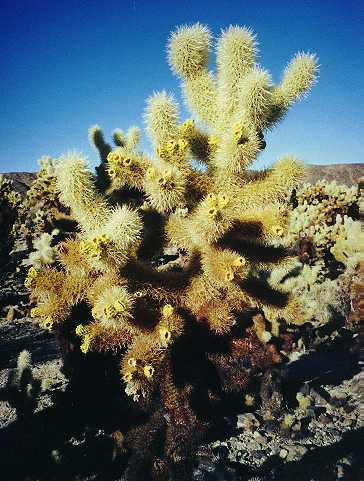 In Joshua Tree National Monument