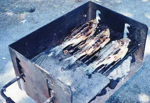 Barbecue fish