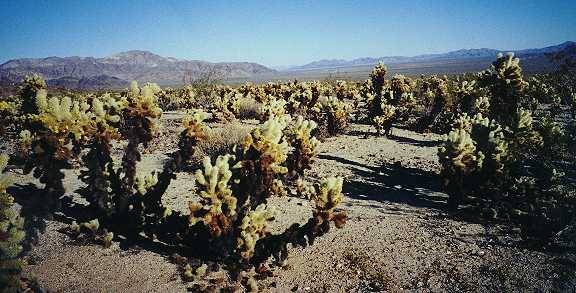 Cholla Cactus Garden