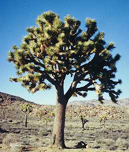 Joshua Tree