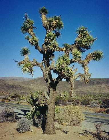Joshua Tree