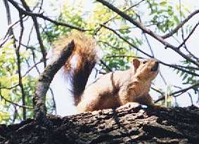 That same squirrel