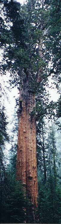 General Sherman Tree