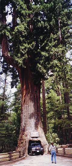 Tunnel Through Coastal Redwood Tree
