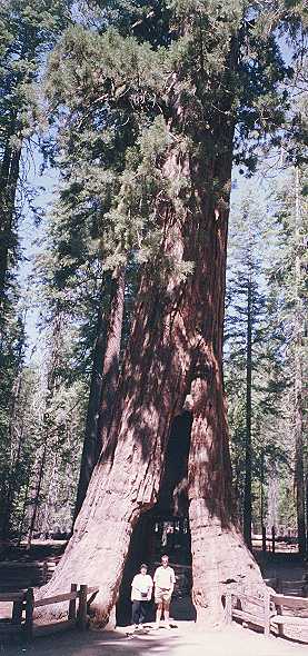 Tunnel Through Sequoia