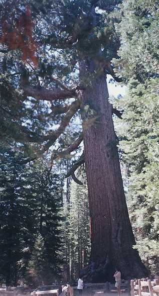 Sequoia