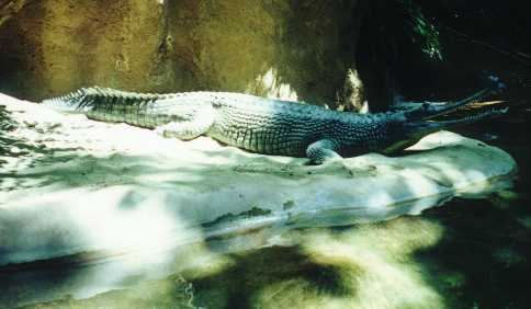 Caiman