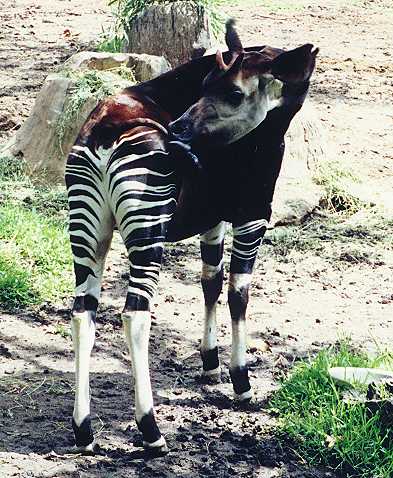 Okapi