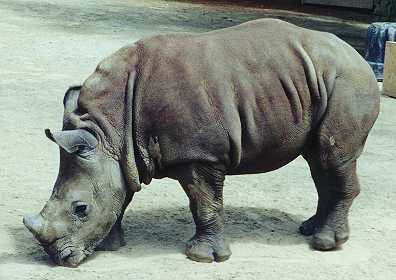 Baby Rhino