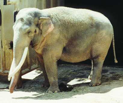 Asian Elephant