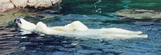 Polar Bear