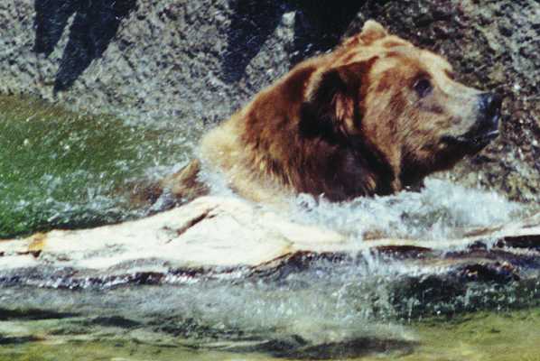 Bear