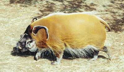 Pig
