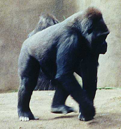 Gorilla