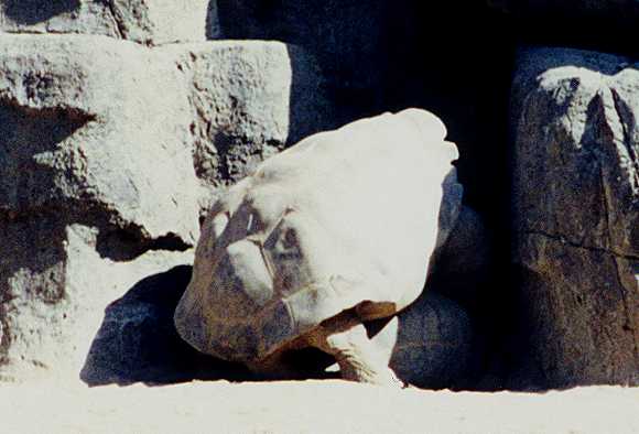 Galapagos tortoieses XXX