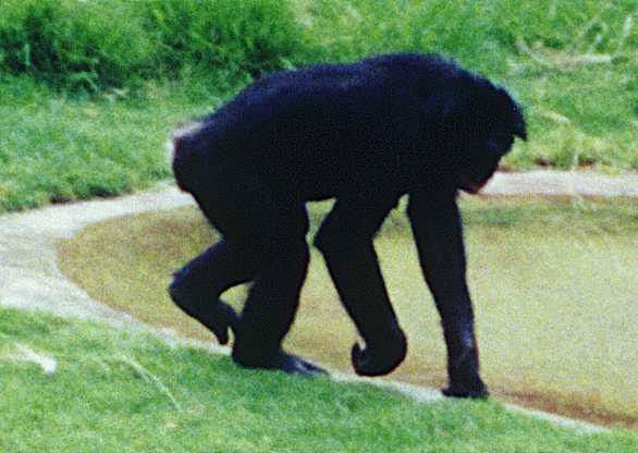 Pygmy Chimp