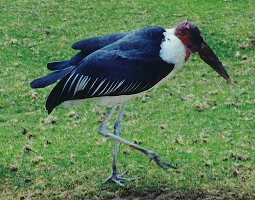 African sacred ibis