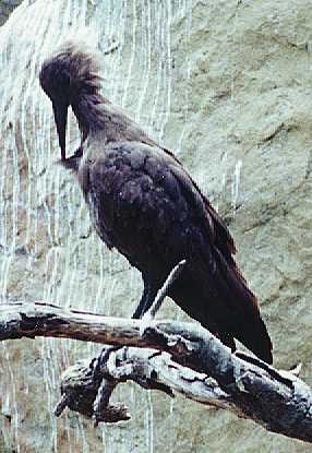 A bird...