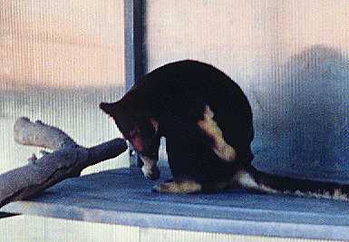 Unknown Marsupian