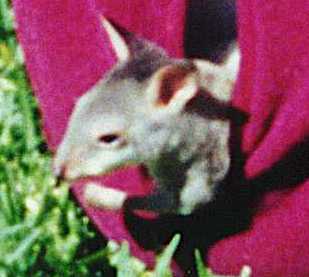Little Koala