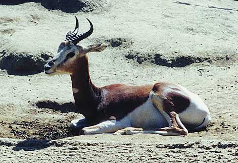 Impala