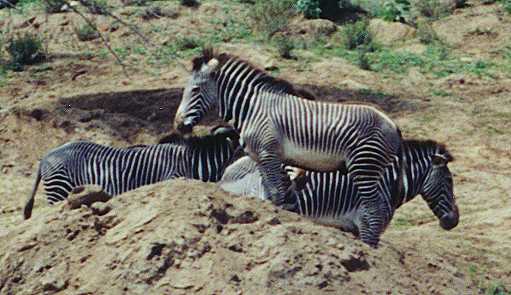 Zebras
