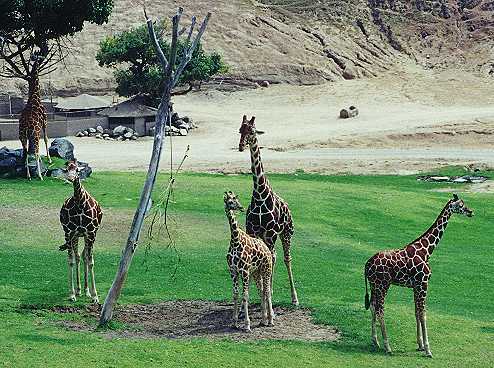 Giraffes